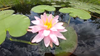 Water Lily