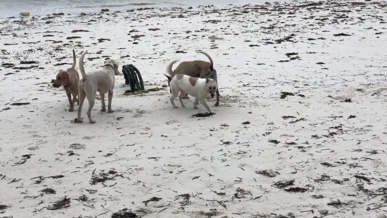 Dogs playing in Alona Beach Panglao Bohol Philippines - NO SOUND