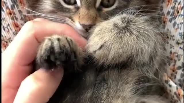 Aww Cute Baby Cats ♥ Best Funny Cat Videos 2021