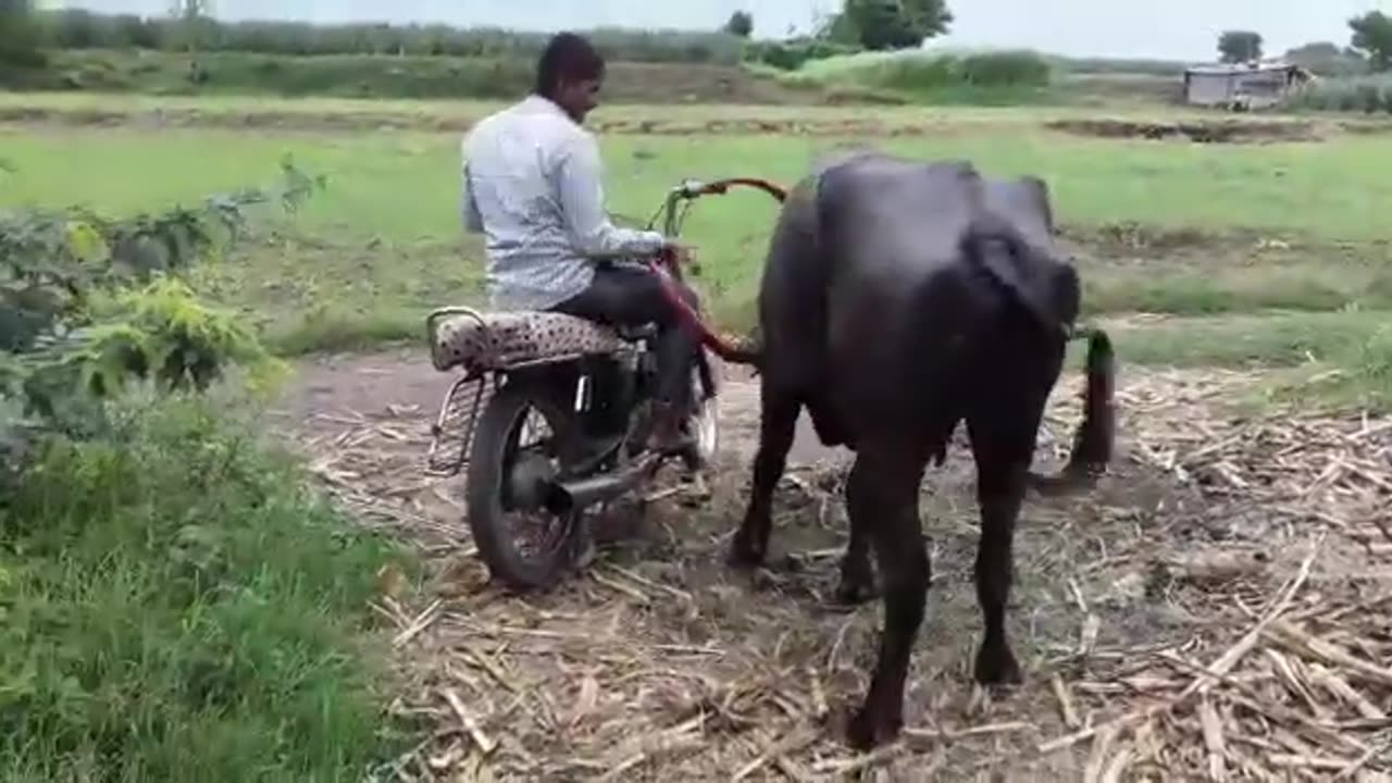 Funny Village Video