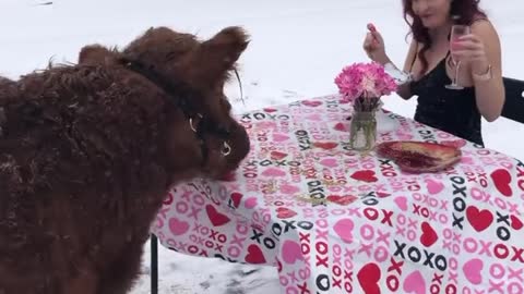 Cow Enjoys Romantic Valentines Dinner