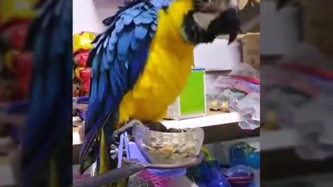 Blue and yellow macaw parrot