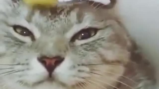 funny cat videos and best cat