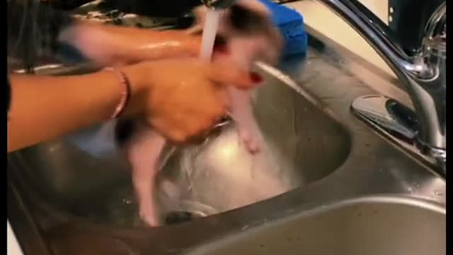 Piggy bath in the kitchen sink. Oink