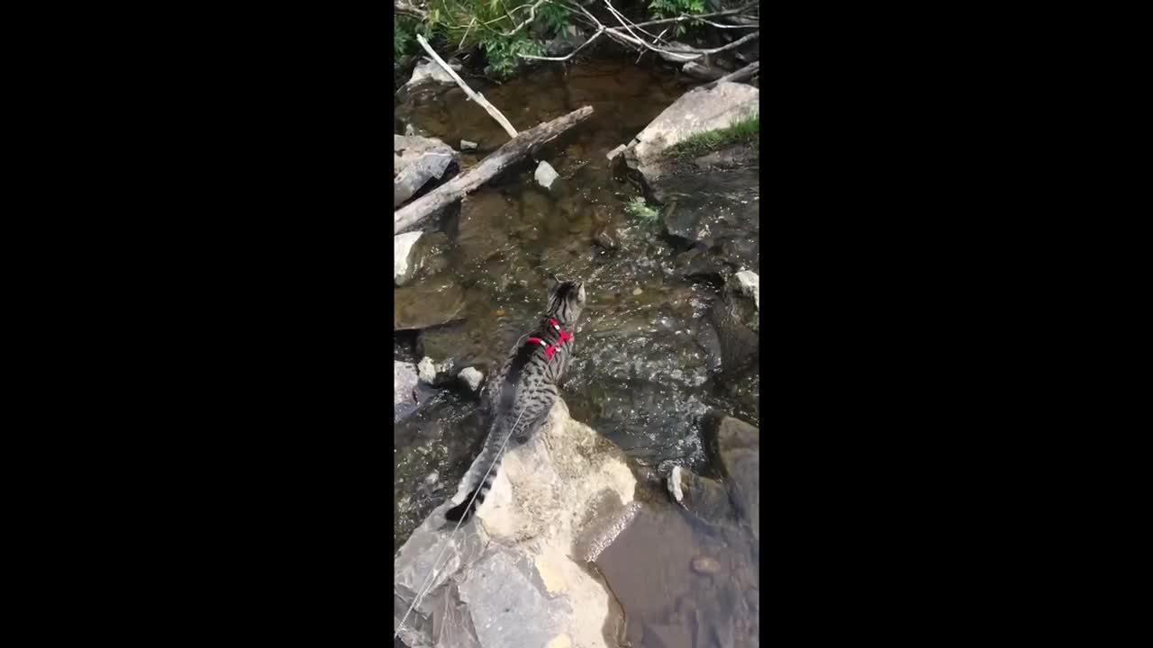 Cats epic jump over river