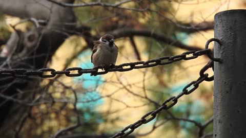 nature-bird-swallow-armenia