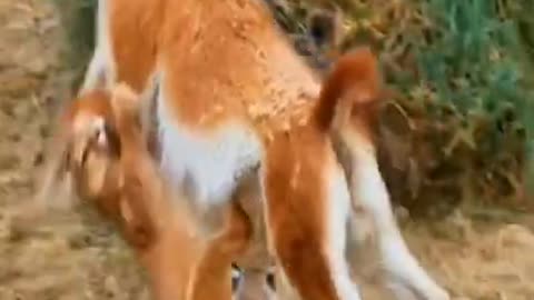 tigers attack deer 2022