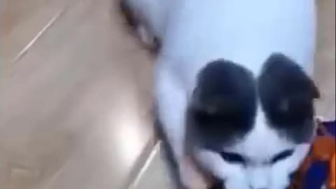 Cutest Try not to Laugh Kittens - Pups - 27