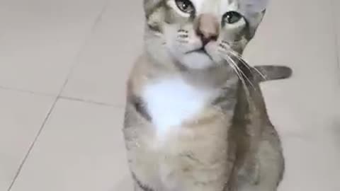 Cat funny videos