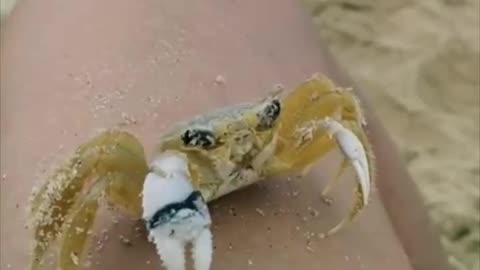 Crab Cleans Off Eyes