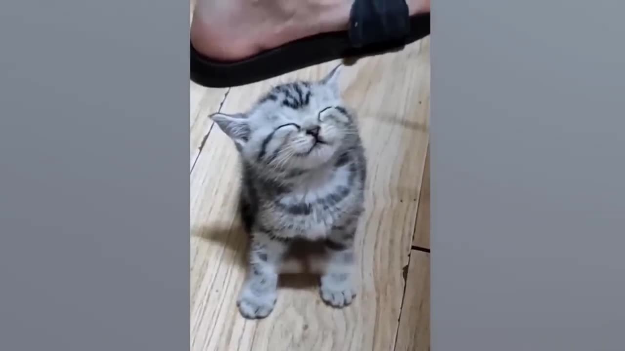 Hilarious Pet Shenanigans: A Compilation of Funny Moments"