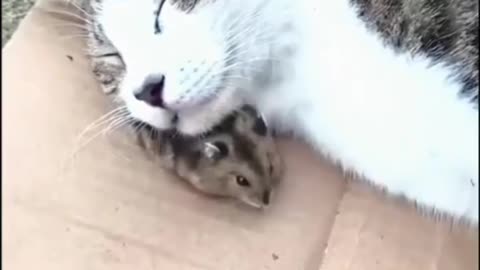 Funny cat