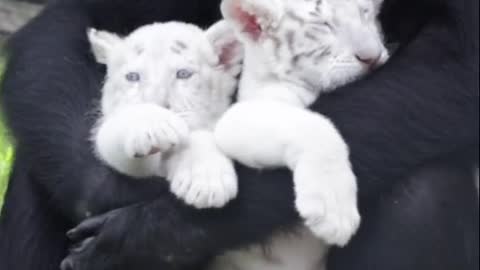 OMG 😱 cute animal 😍😘