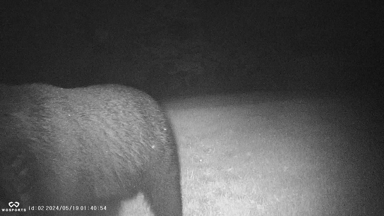 Black Bear Approaching Trail Camera at Night