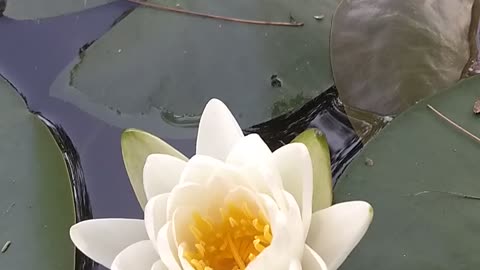 Water Lilly