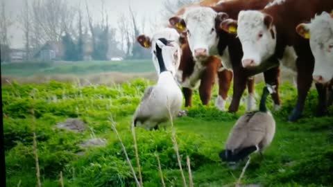 Great war between geese and dairy cows