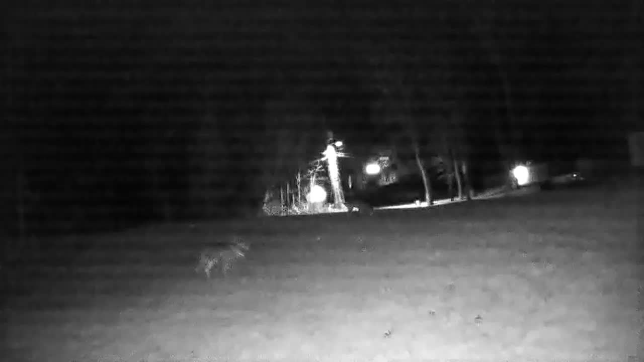 Deer on blink camera