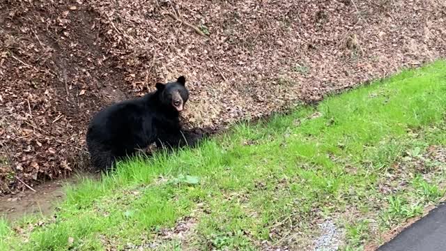 Black Bear Tries to Drag Wild Boar Into Woods