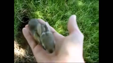 Soo Funny and Cute Baby Bunny