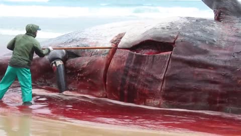 Sperm Whale Necropsy in South Africa - Exploding Stomach