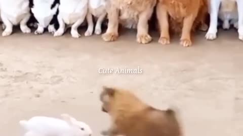 Funny Animal