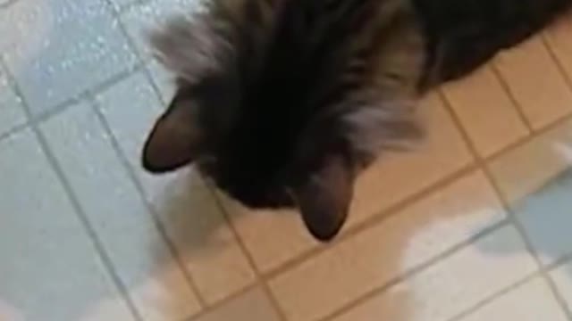 staring contest between a cat and a crab