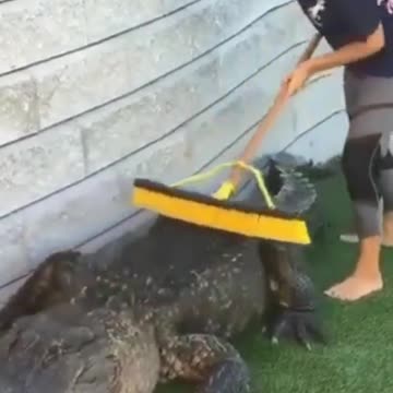BRAVE WOMAN BRUSING CROCODILE BACK.mp4