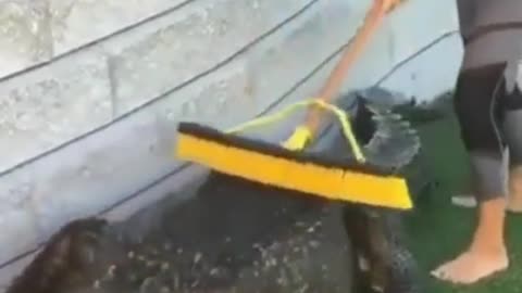 BRAVE WOMAN BRUSING CROCODILE BACK.mp4