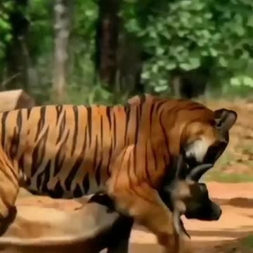 The best hunting by tiger🐅