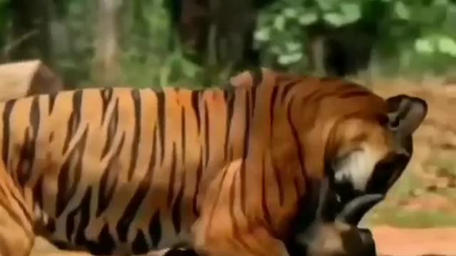The best hunting by tiger🐅