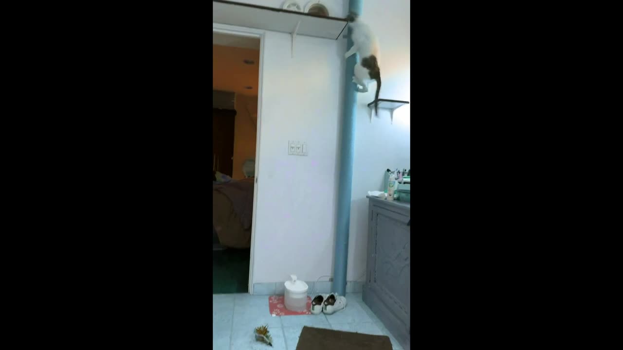 This house is a cat adventure land Hilarious