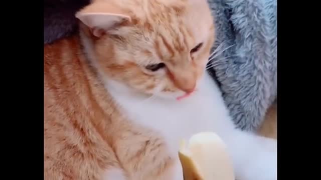 Funniest Cats 😹 - Don't try to hold back Laughter Funny Cats Life