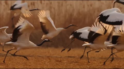 Breathtaking nature video