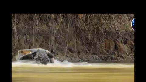 Jaguar Attacks and Hunts Crocodile 😱 😬