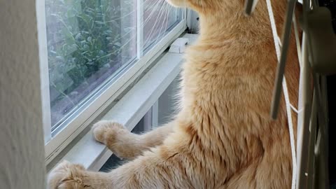 Clever Cat Finds His View