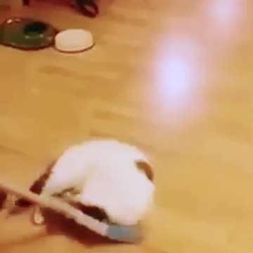 HUMOR - Gatinho não deixa limpar o chão