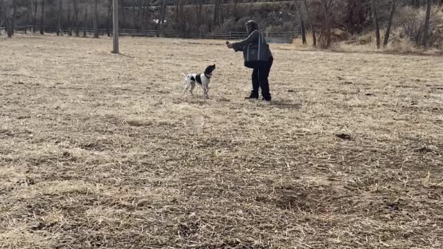 Brook Positive Pigeon 3nd round