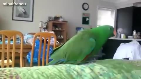 funny dancing parrots