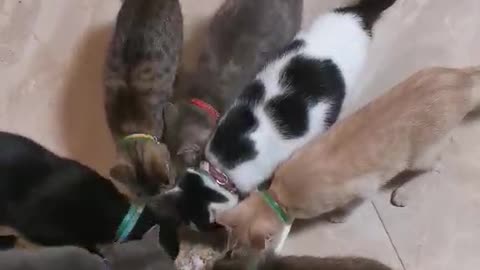 Cat feeding