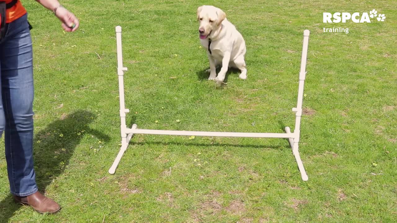 DOG TRAINING