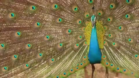 Peacock Voice