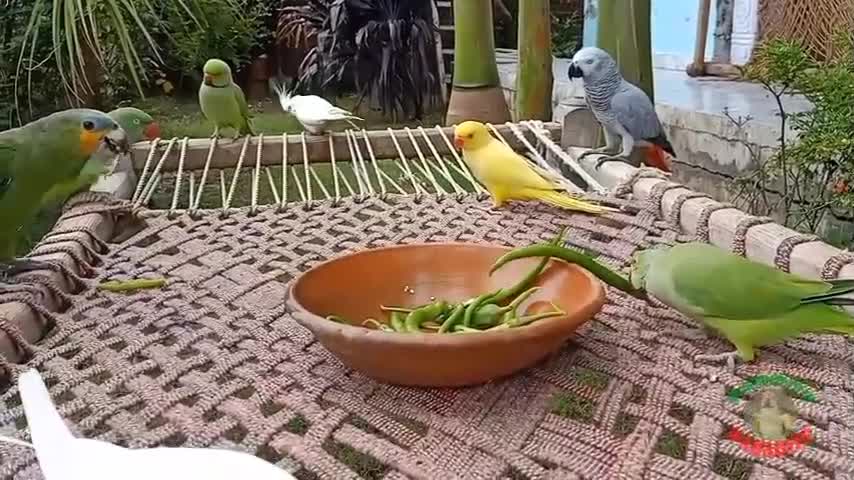 Parrots Love Eating Chilies