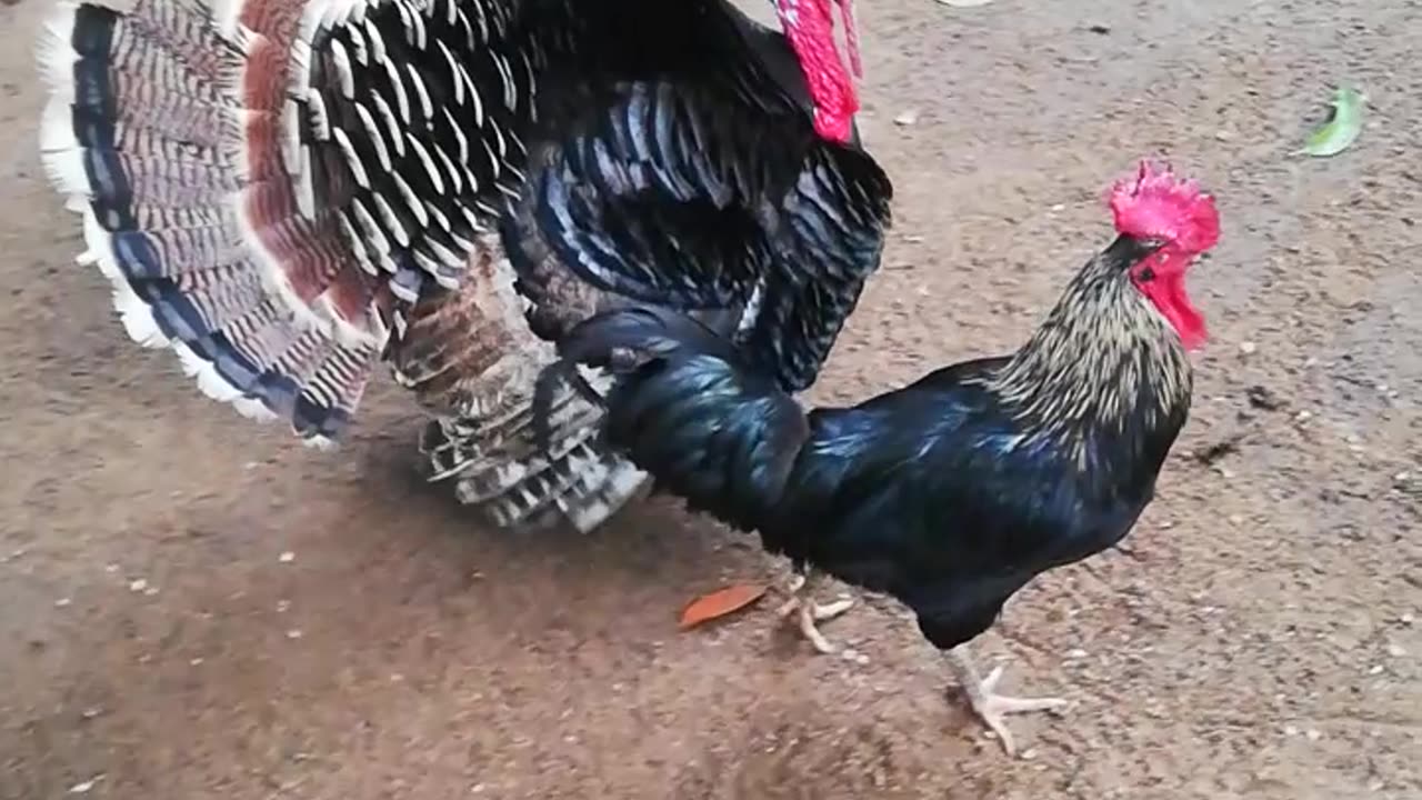 Village nature Hen fight