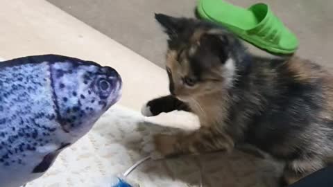 Fish and kitten fight !!