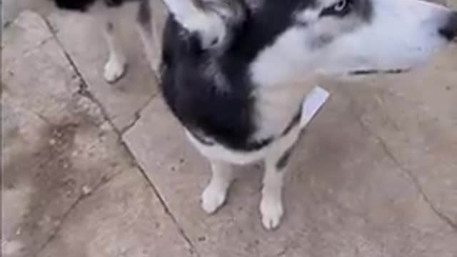 Estas loco perrito lindo