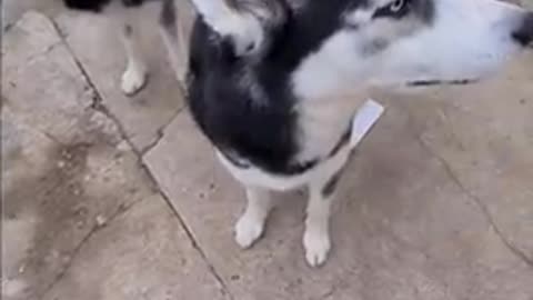 Estas loco perrito lindo