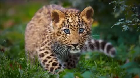 the most beautiful and exotic animals in nature