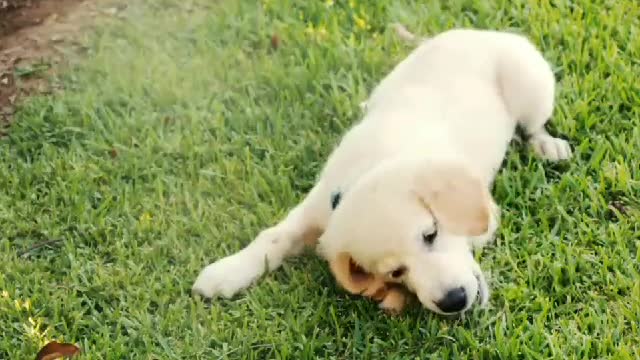 my dog ​​decided to play for real beautiful dogs playing outdoors