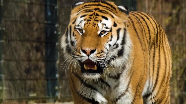 The way a tiger walks
