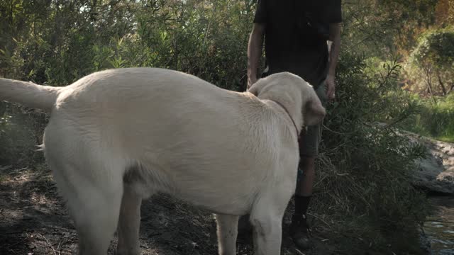 A dog with its owner in a forest